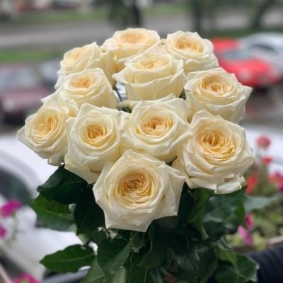 Букет из 11 роз Кендлайт 70 см Пионовидные, крупные